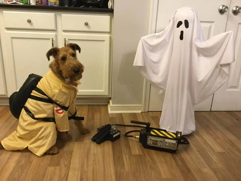 Dog dressed in a Ghostbusters uniform with a miniature proton pack posing next to a ghost sheet