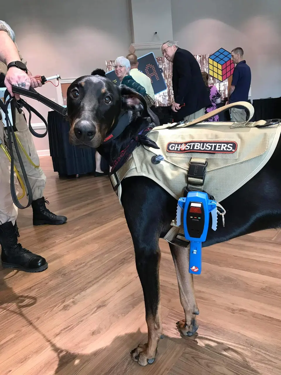 Close-up of a dog wearing Ghostbusters branded gear and holding a PKE meter toy